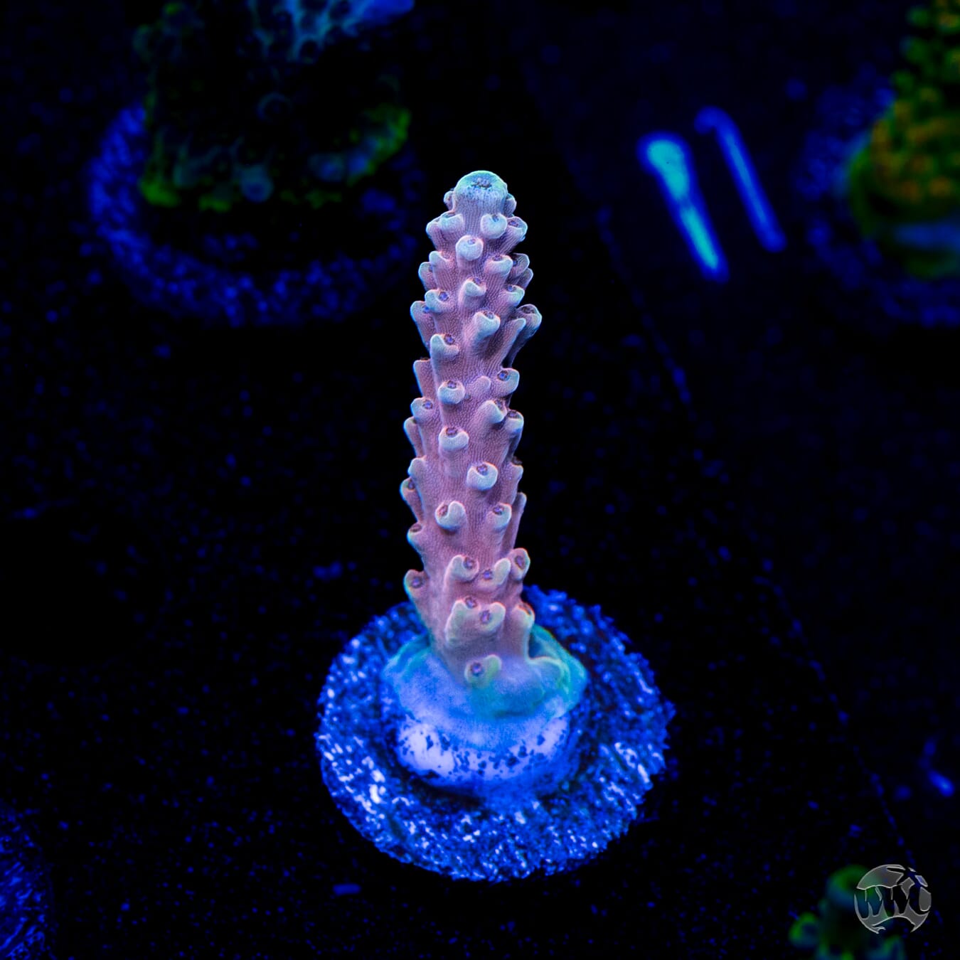 WWC Inner Planet Acropora