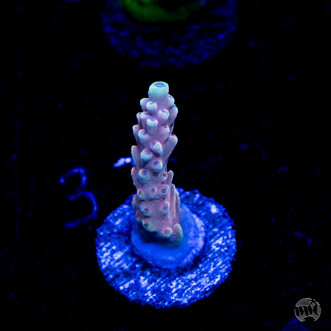 WWC Inner Planet Acropora