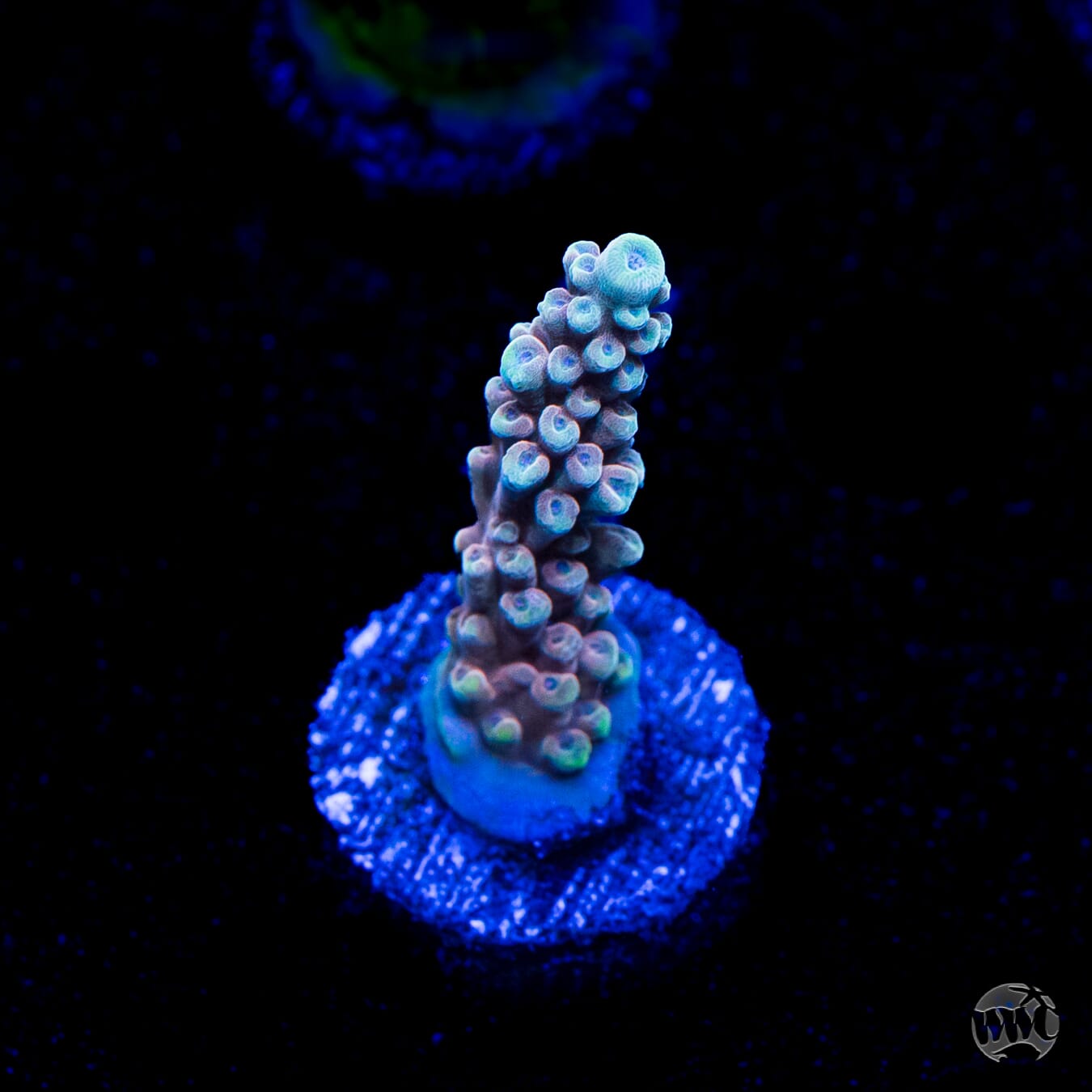 WWC Inner Planet Acropora