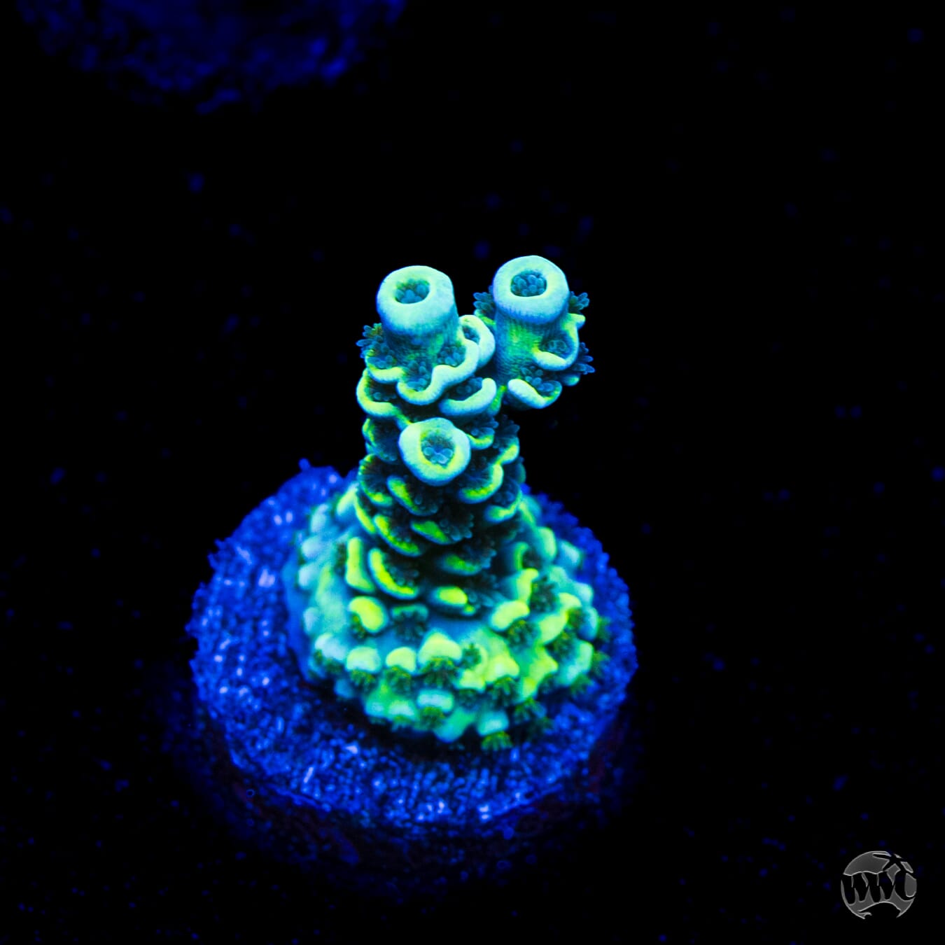 WWC Malibu Surfer Acropora