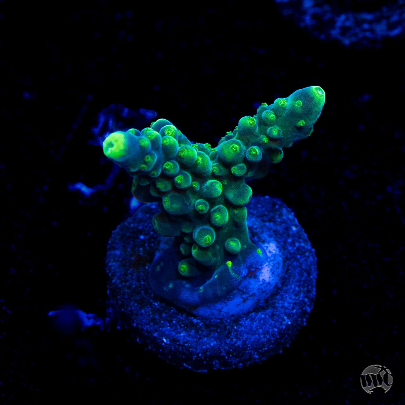Paletta Tricolor Acropora