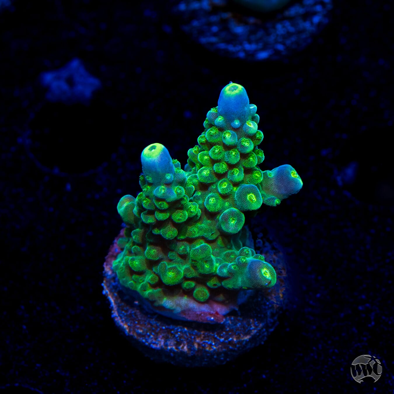 Paletta Tricolor Acropora