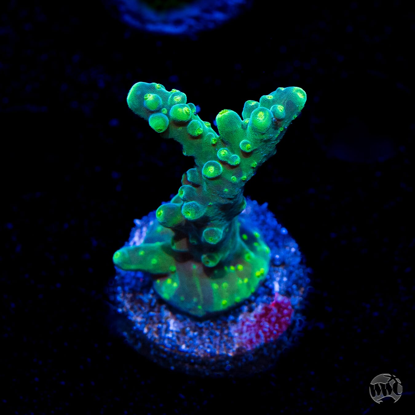 Paletta Tricolor Acropora