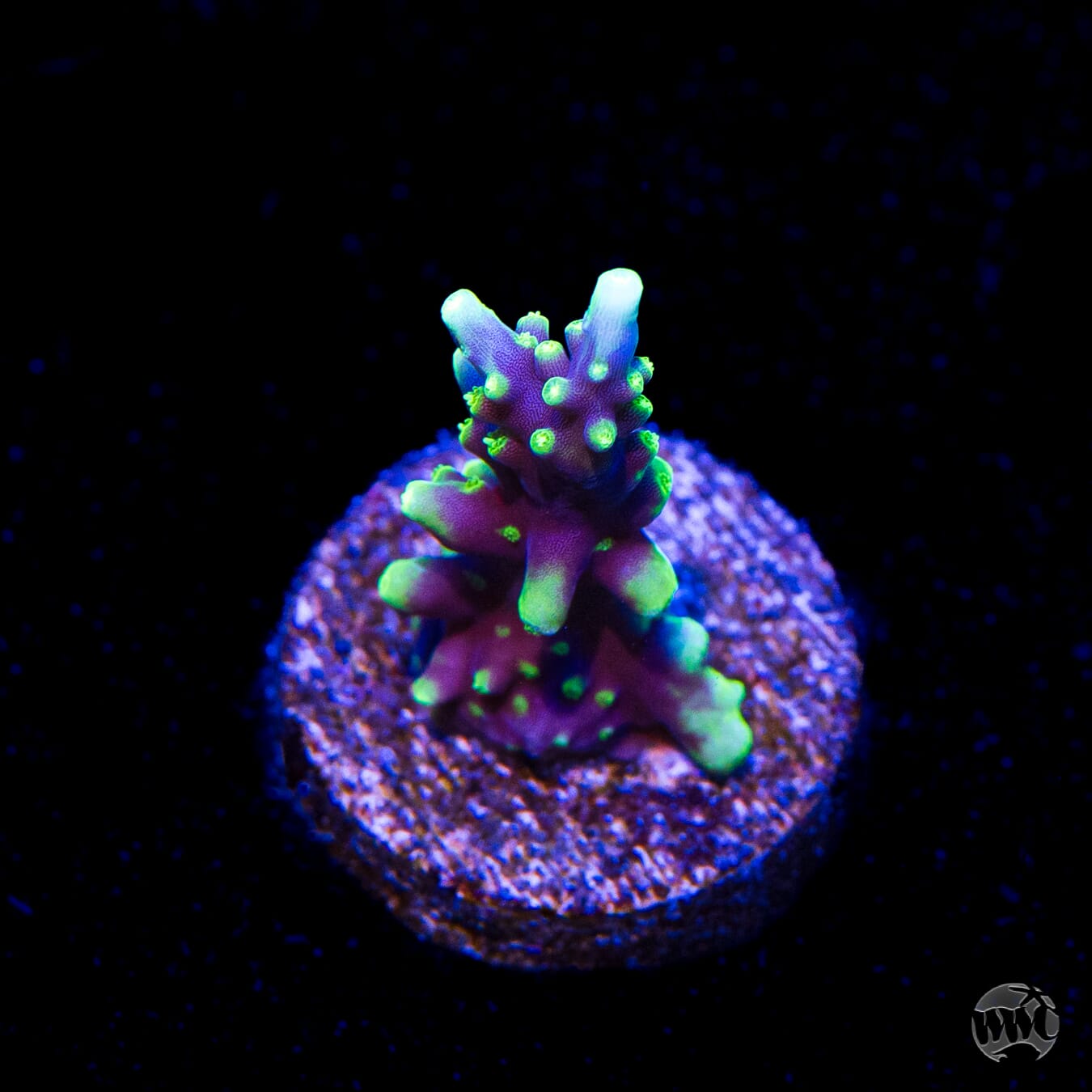 WWC Moonshine Acropora