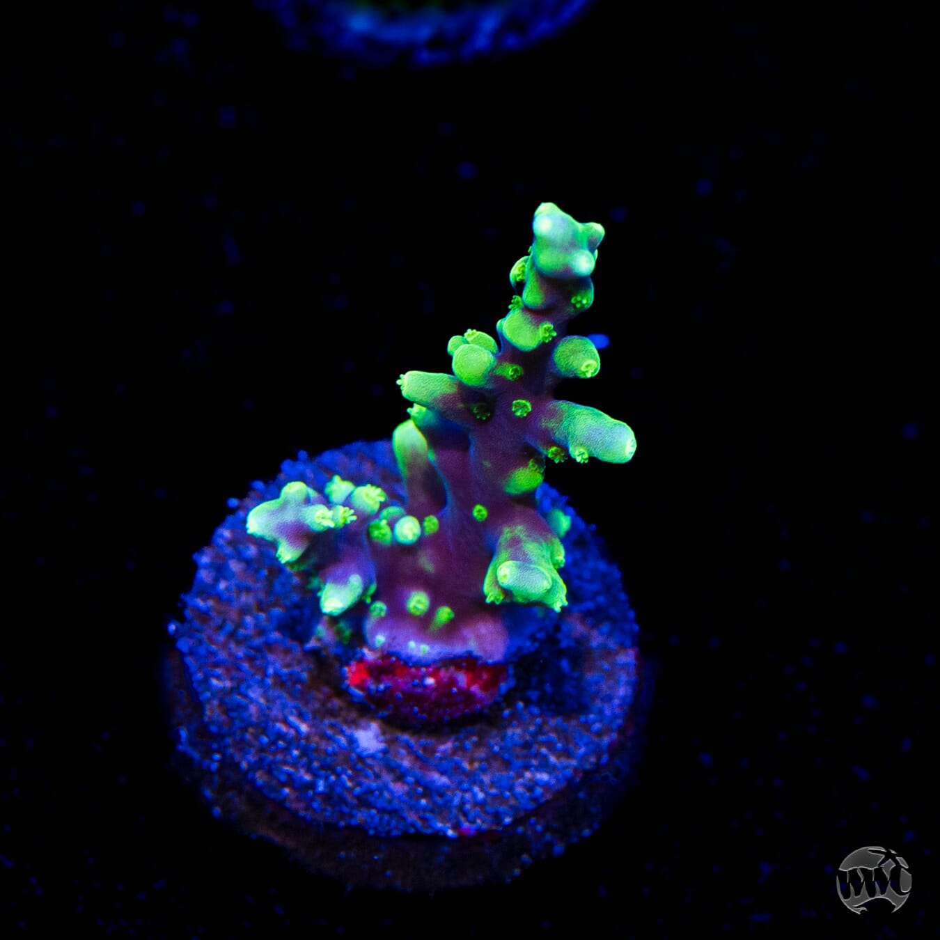WWC Moonshine Acropora