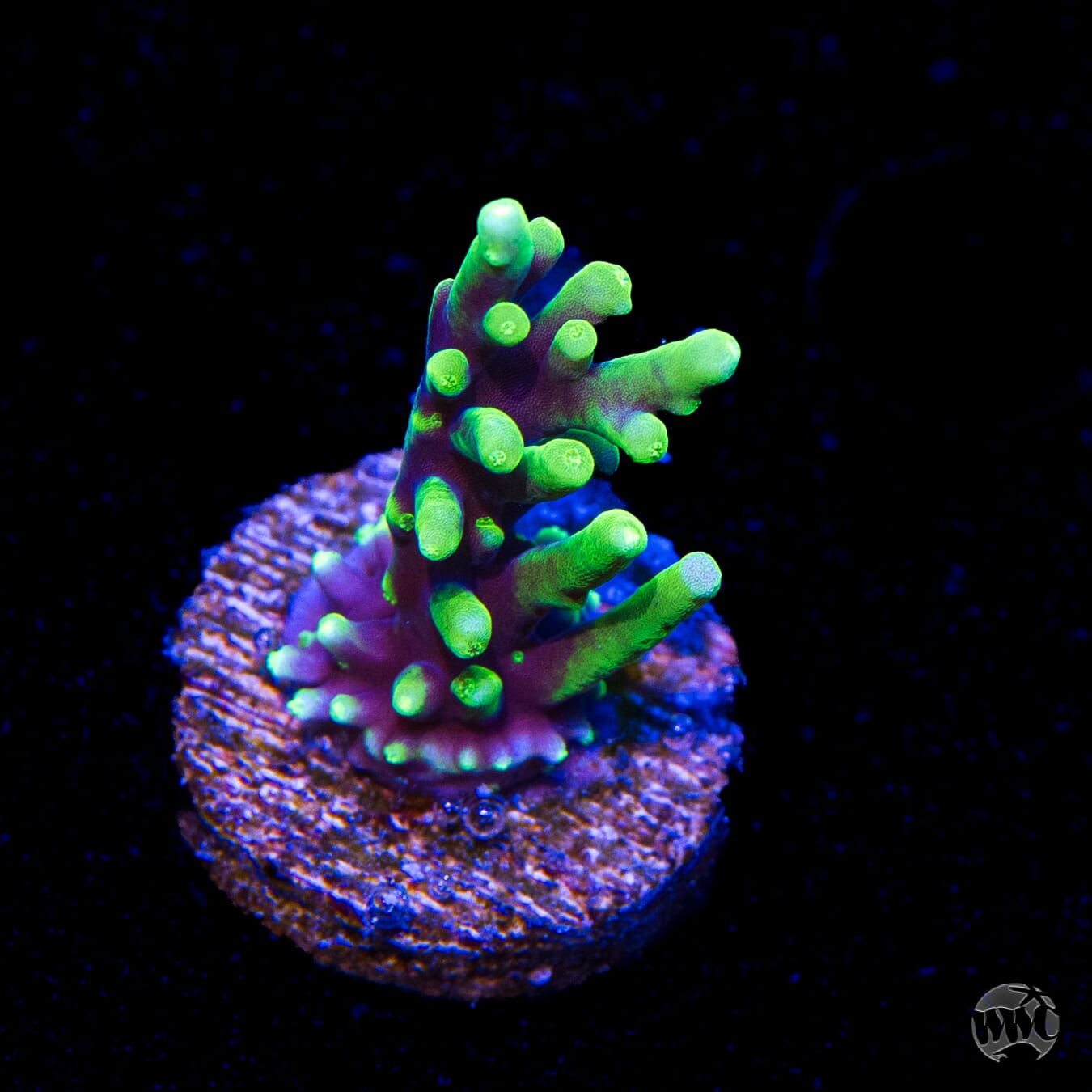 WWC Moonshine Acropora