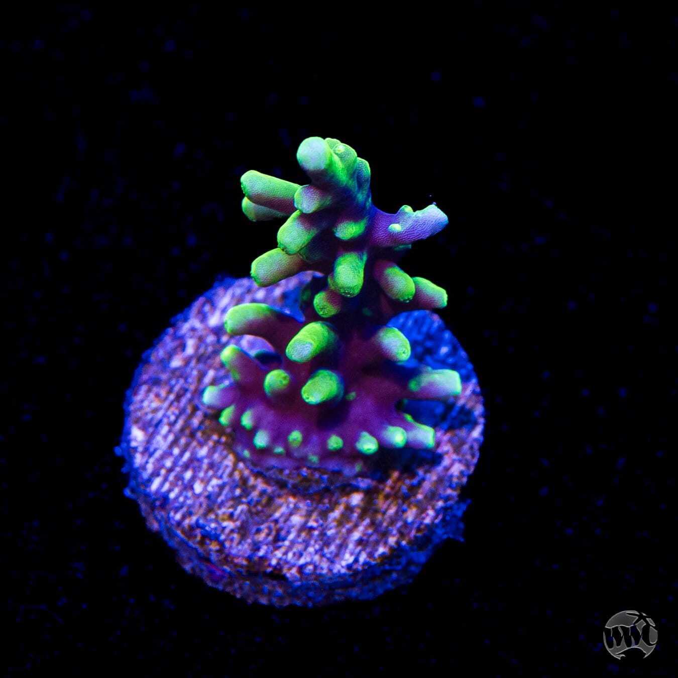 WWC Moonshine Acropora