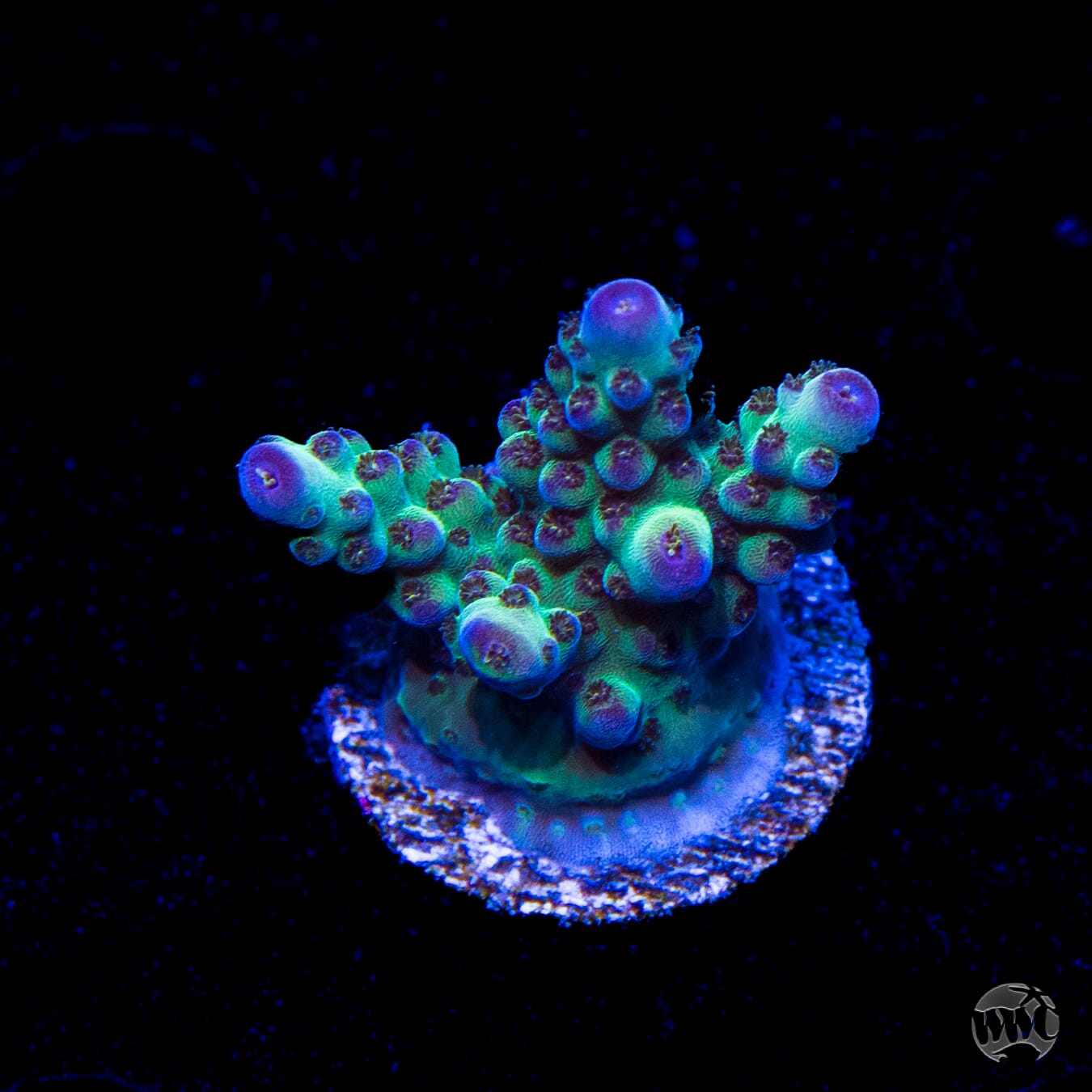Jason Fox Sour Twist Acropora
