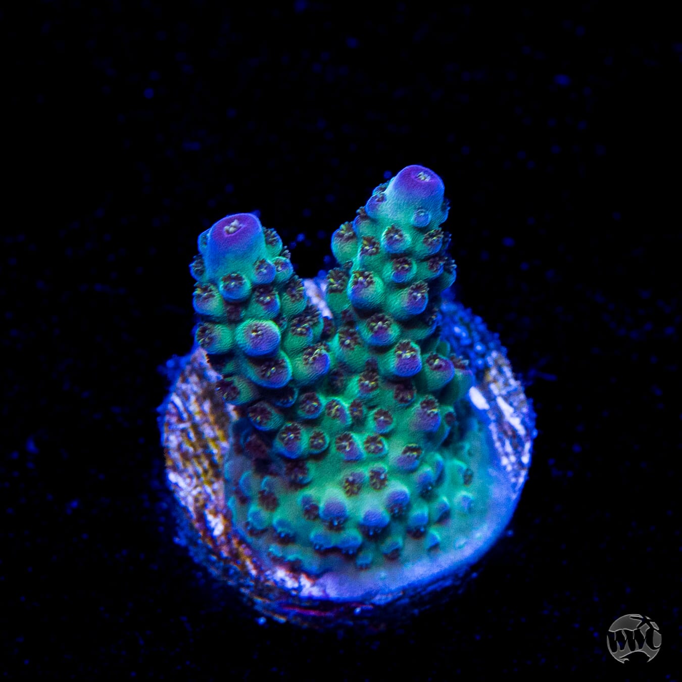 Jason Fox Sour Twist Acropora