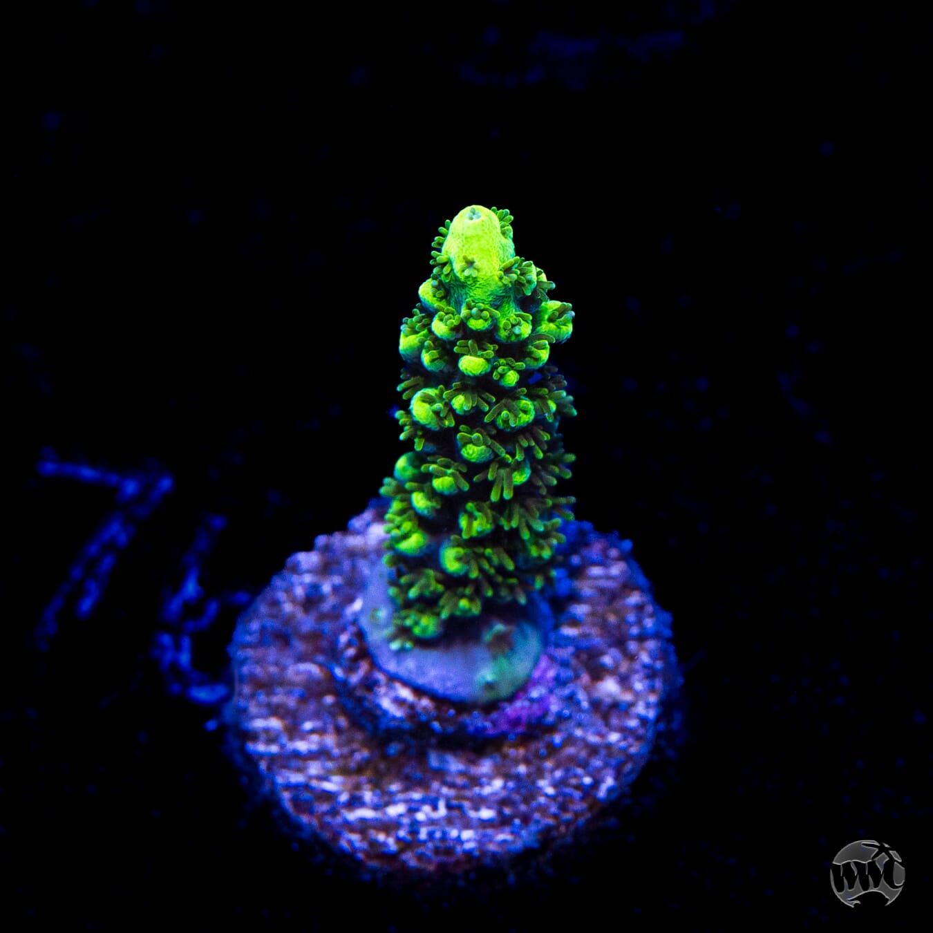 ORA Purple Plasma Acropora