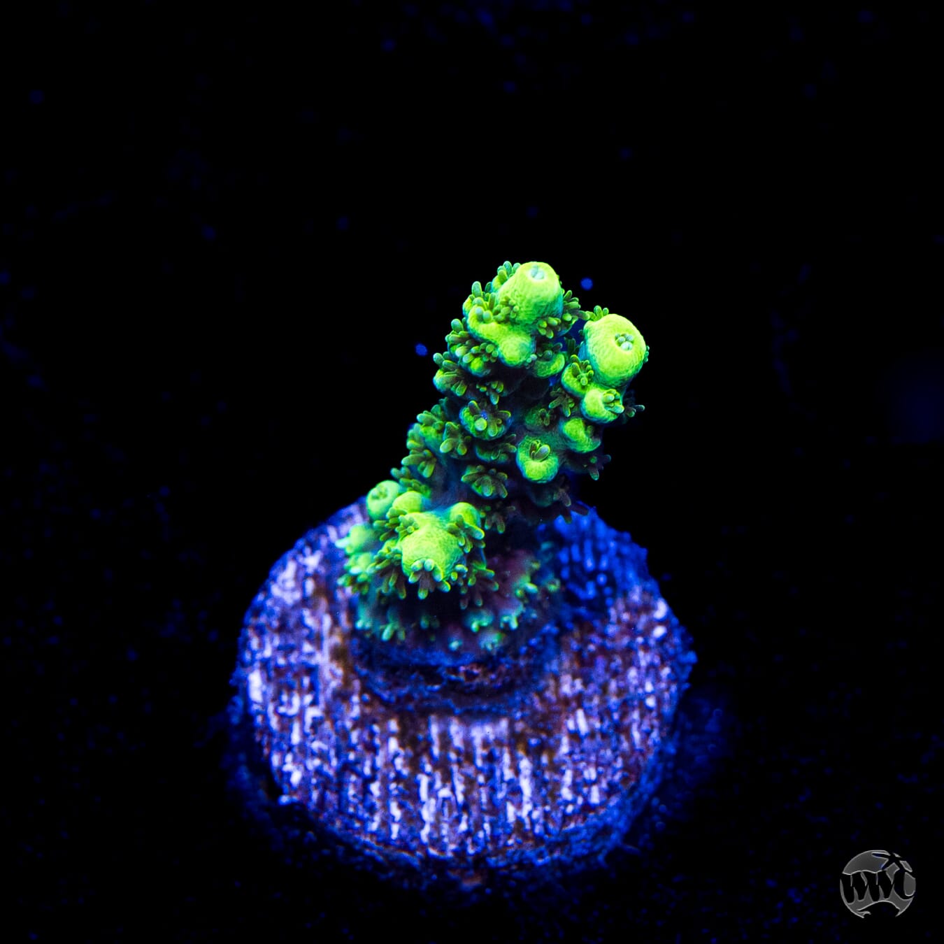 ORA Purple Plasma Acropora