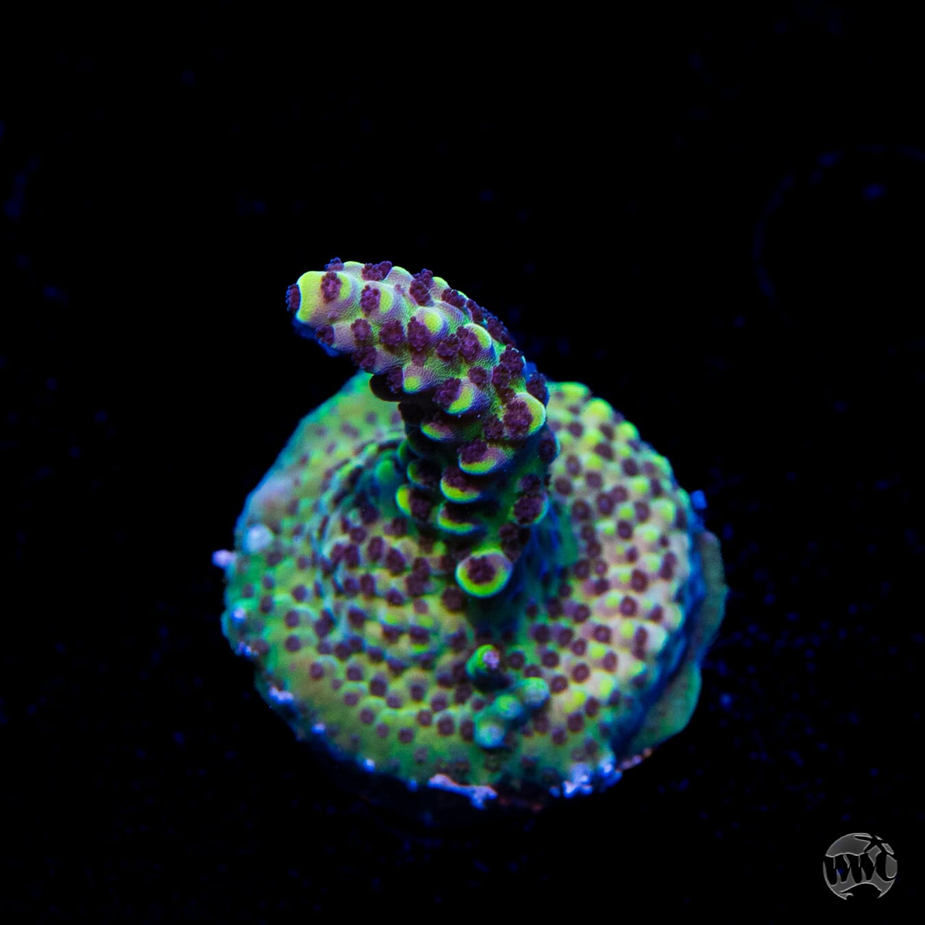 WWC Aussie Weeds Acropora