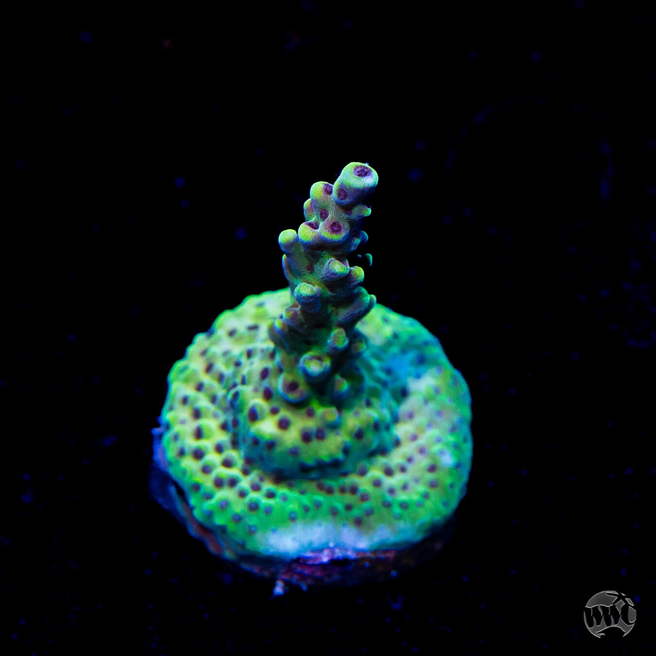 WWC Aussie Weeds Acropora