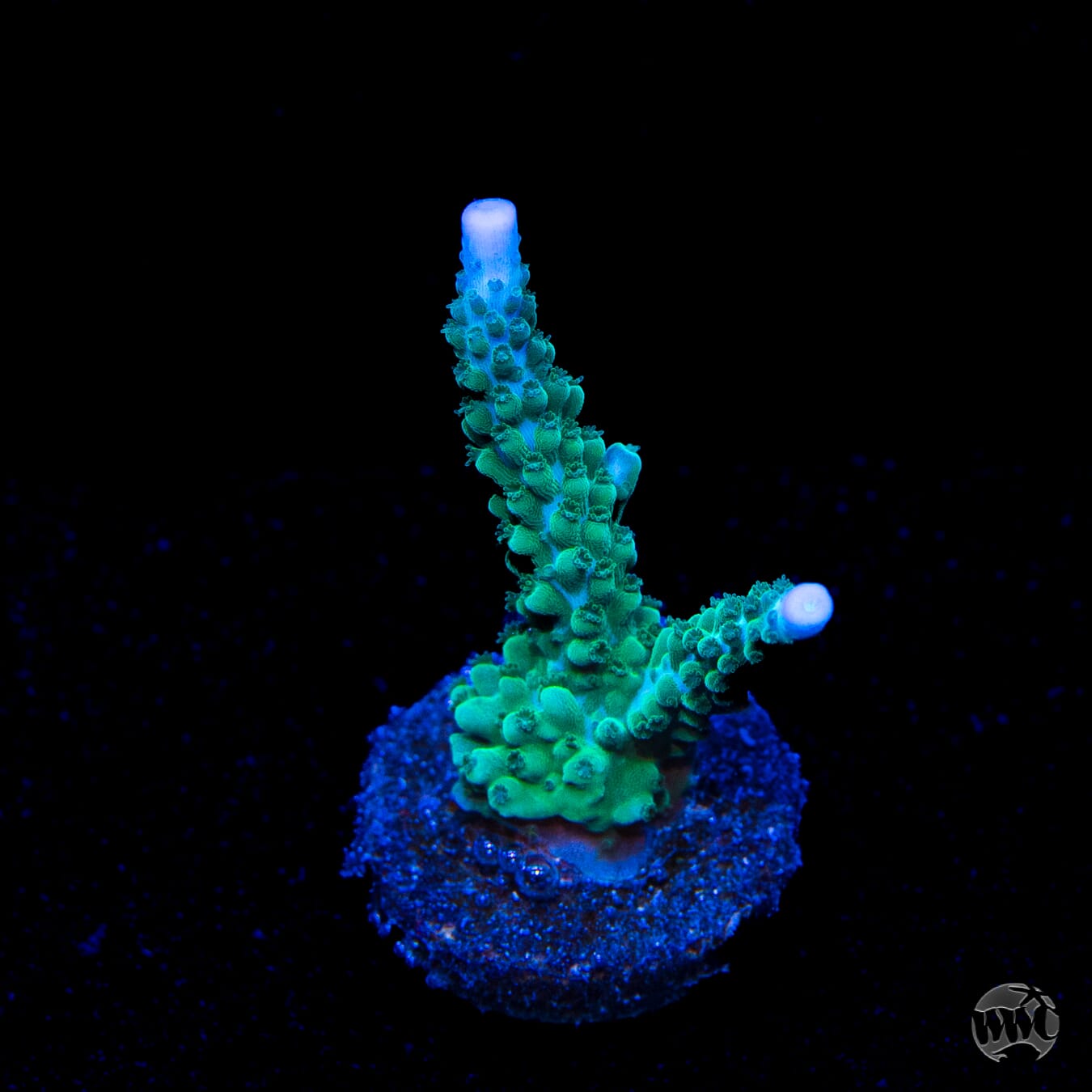 WWC Green Lightning Stag Acropora