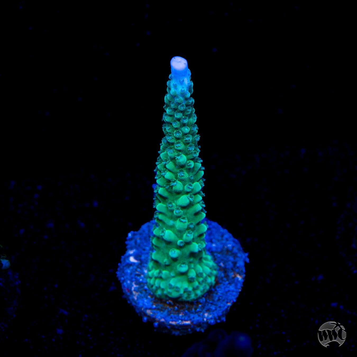 WWC Green Lightning Stag Acropora