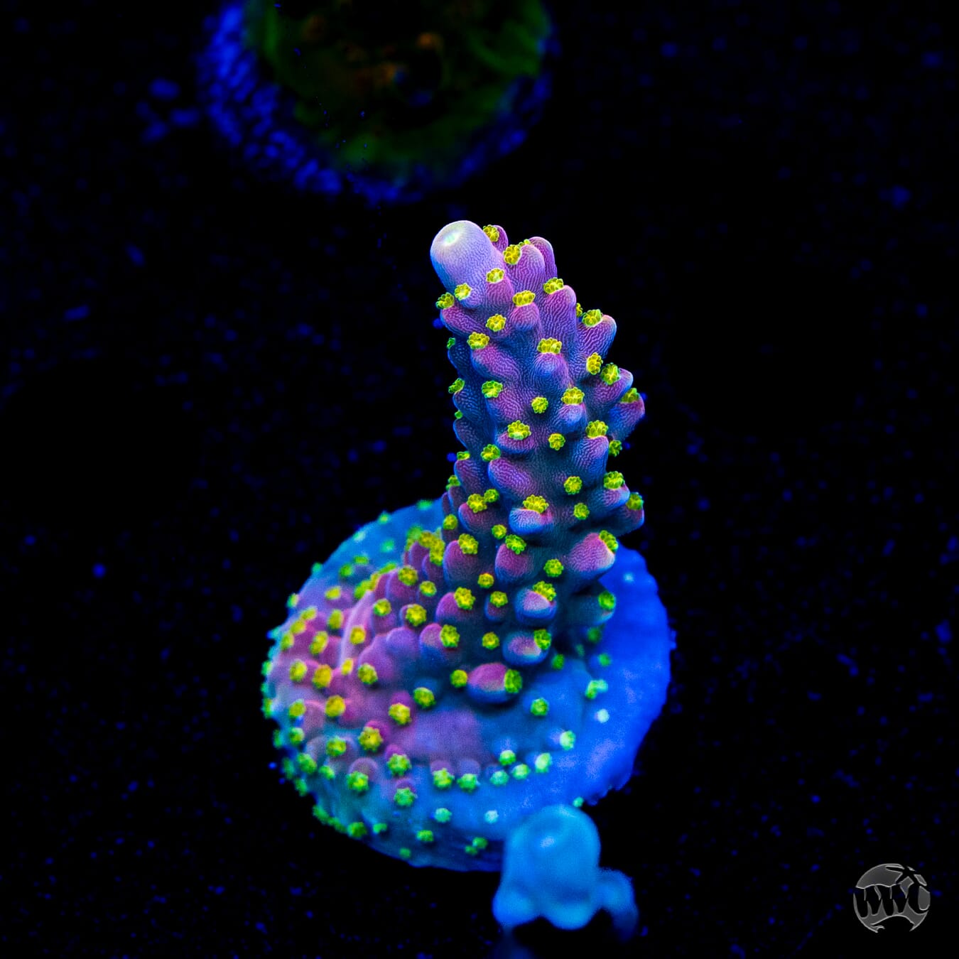 WWC Fruit Mix Acropora