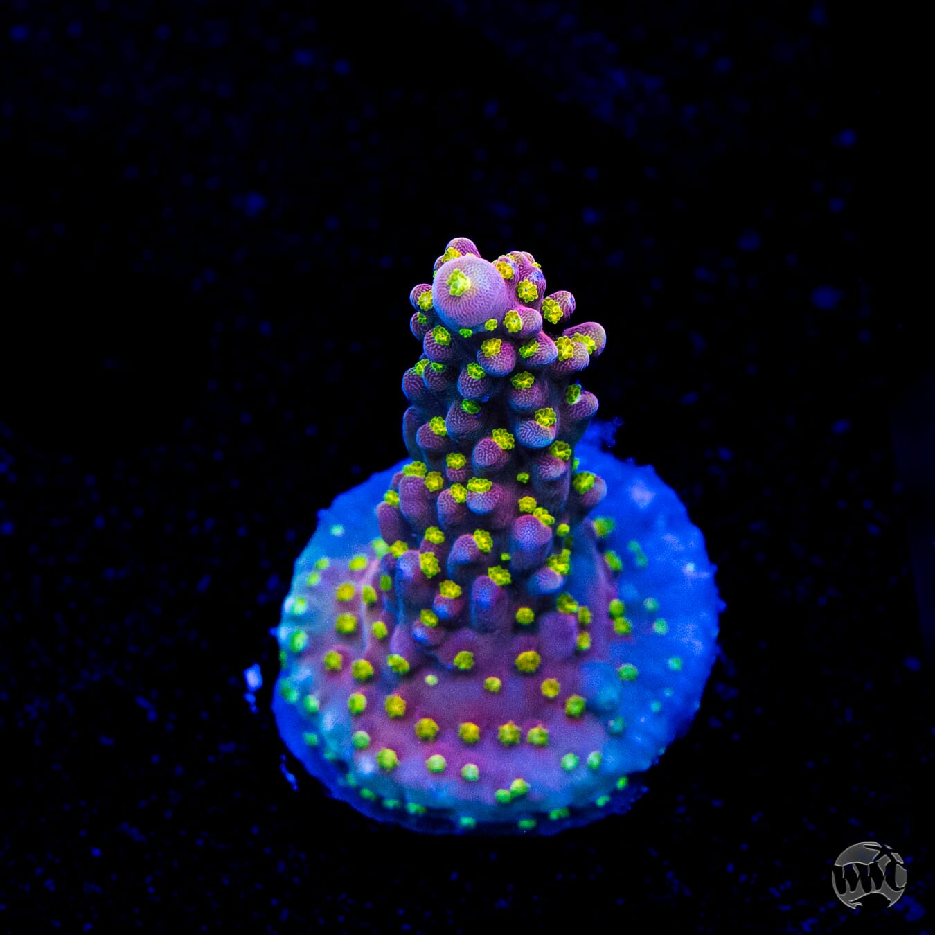 WWC Fruit Mix Acropora