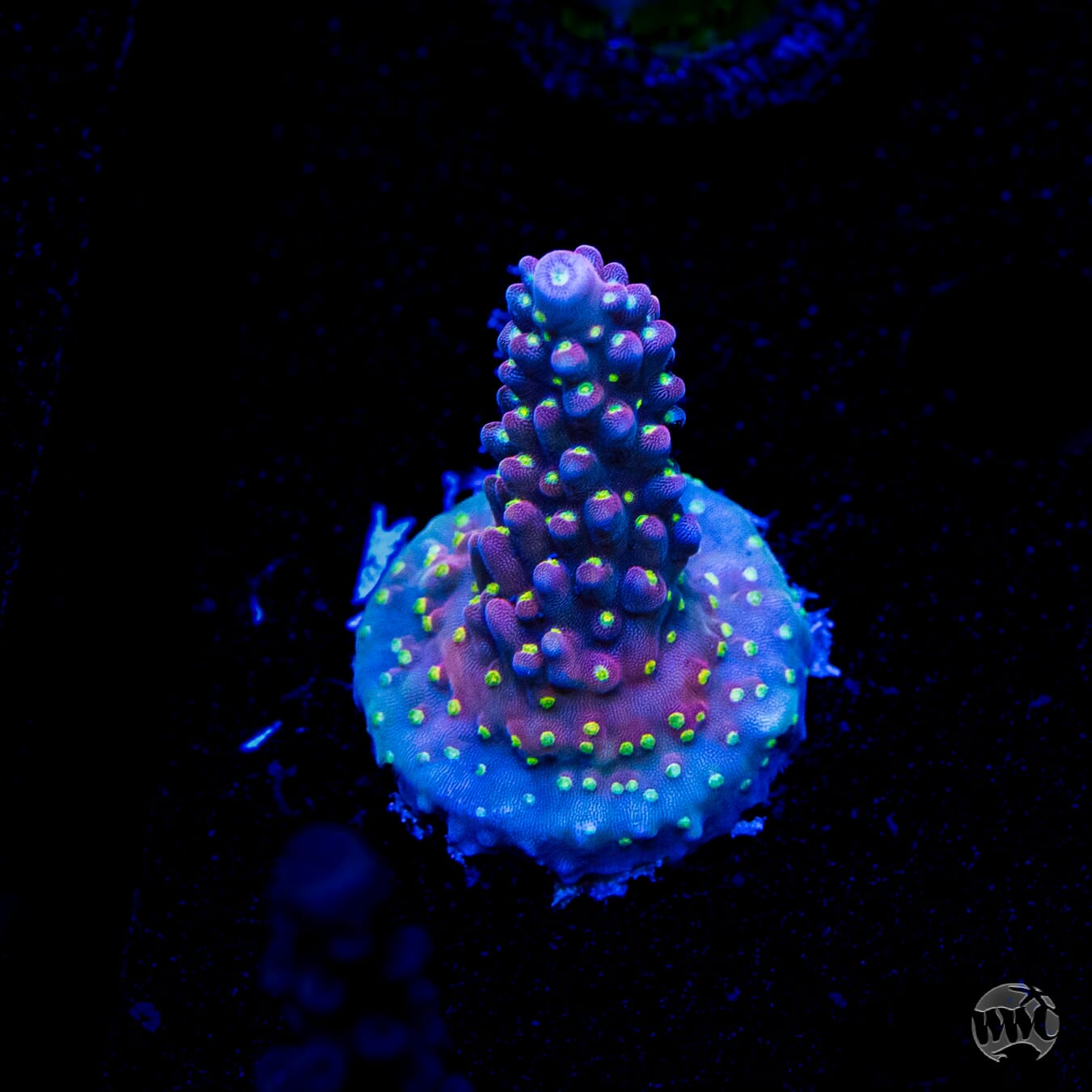 WWC Fruit Mix Acropora