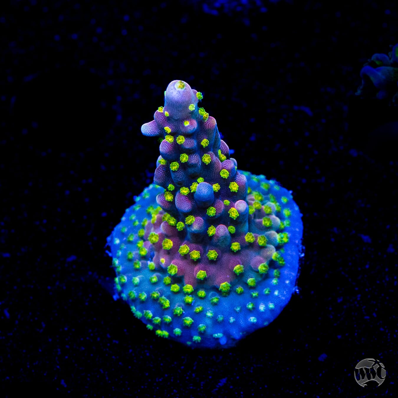 WWC Fruit Mix Acropora