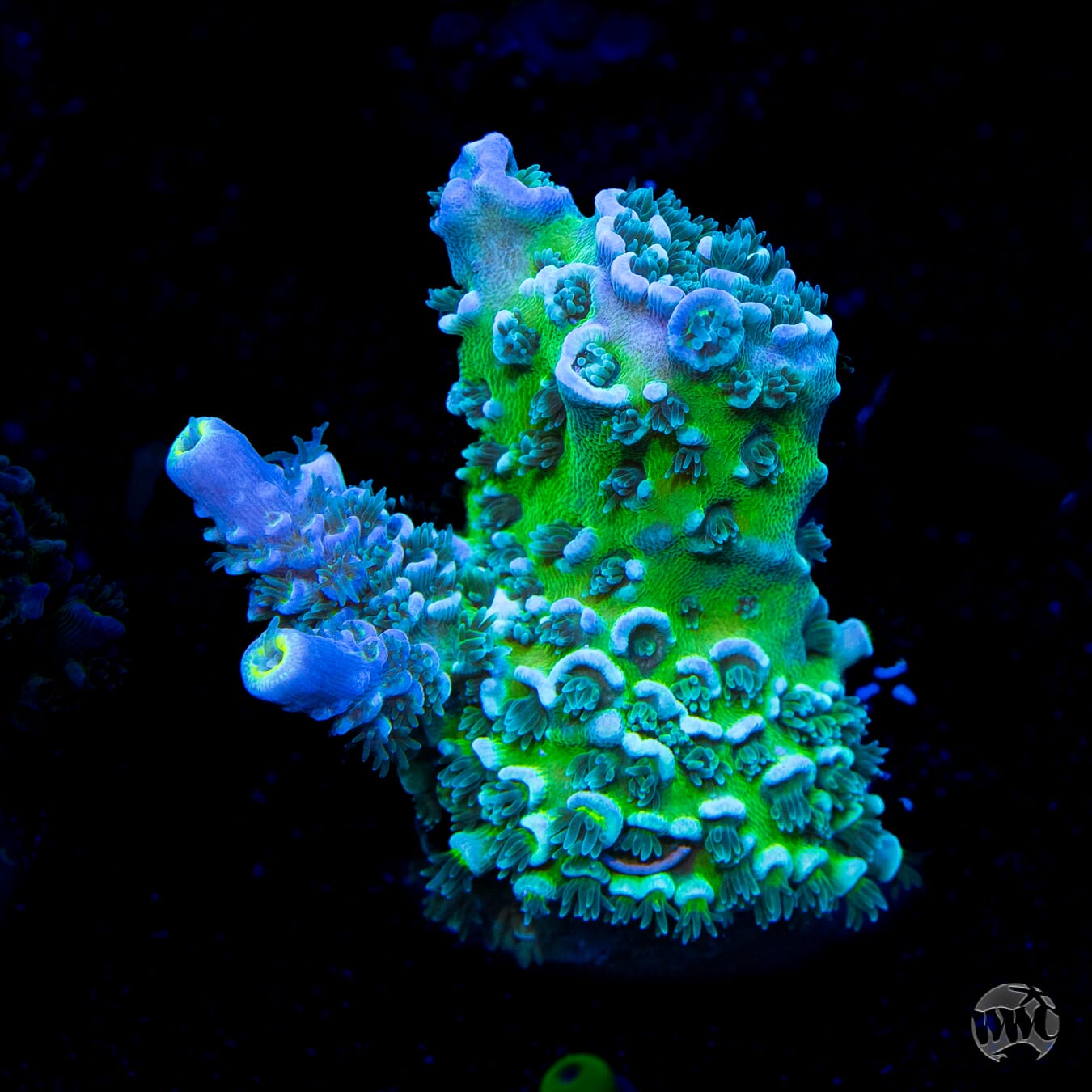 WWC New Frontier Tenuis Acropora