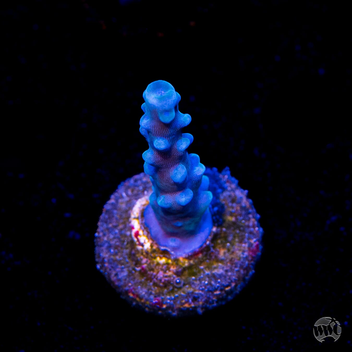 Oregon Tort Acropora