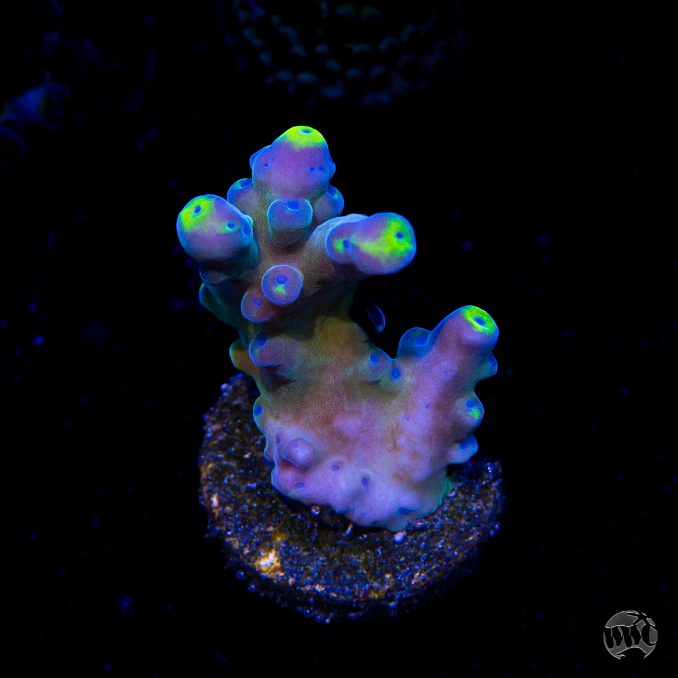 WWC Yellow Tips Austera Acropora