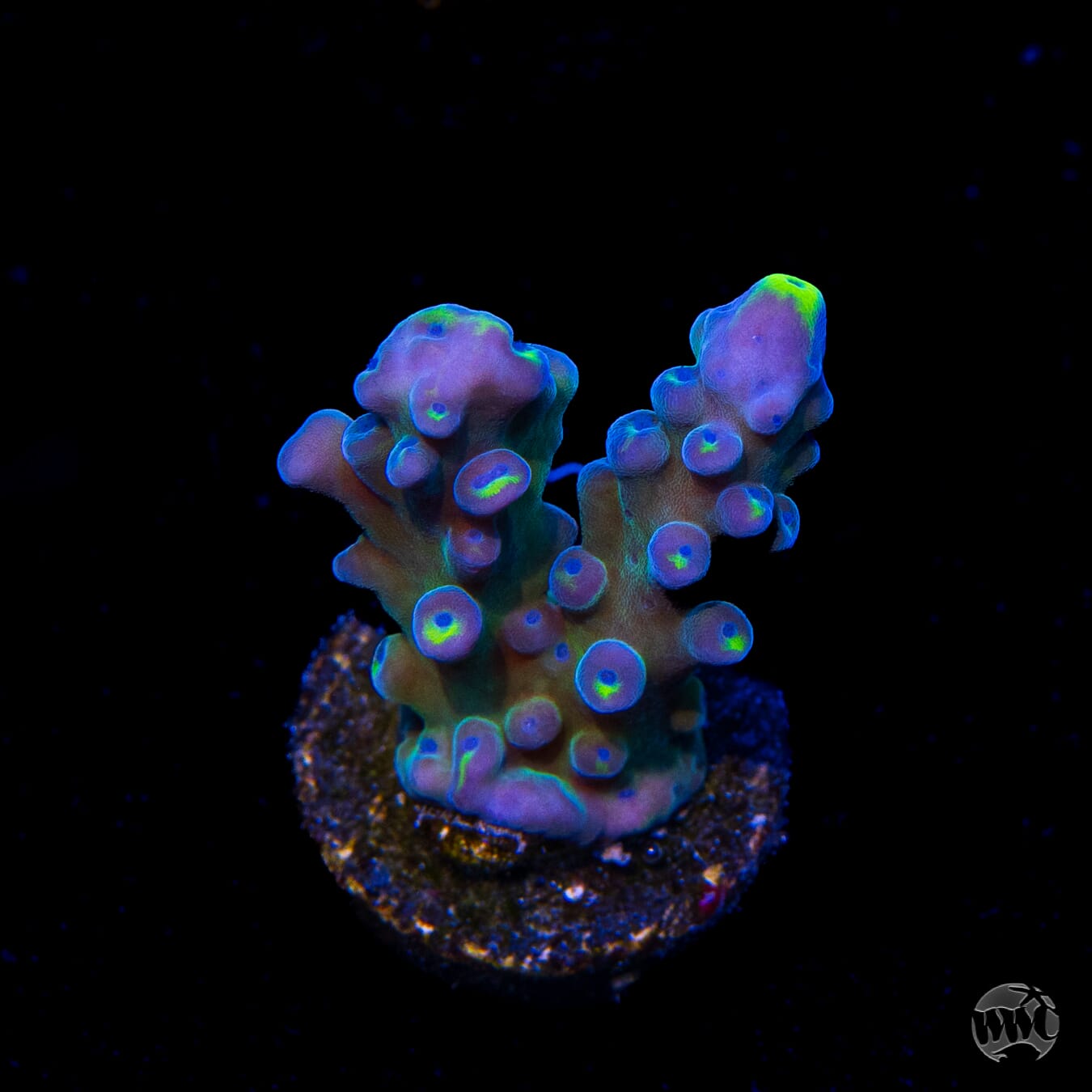 WWC Yellow Tips Austera Acropora