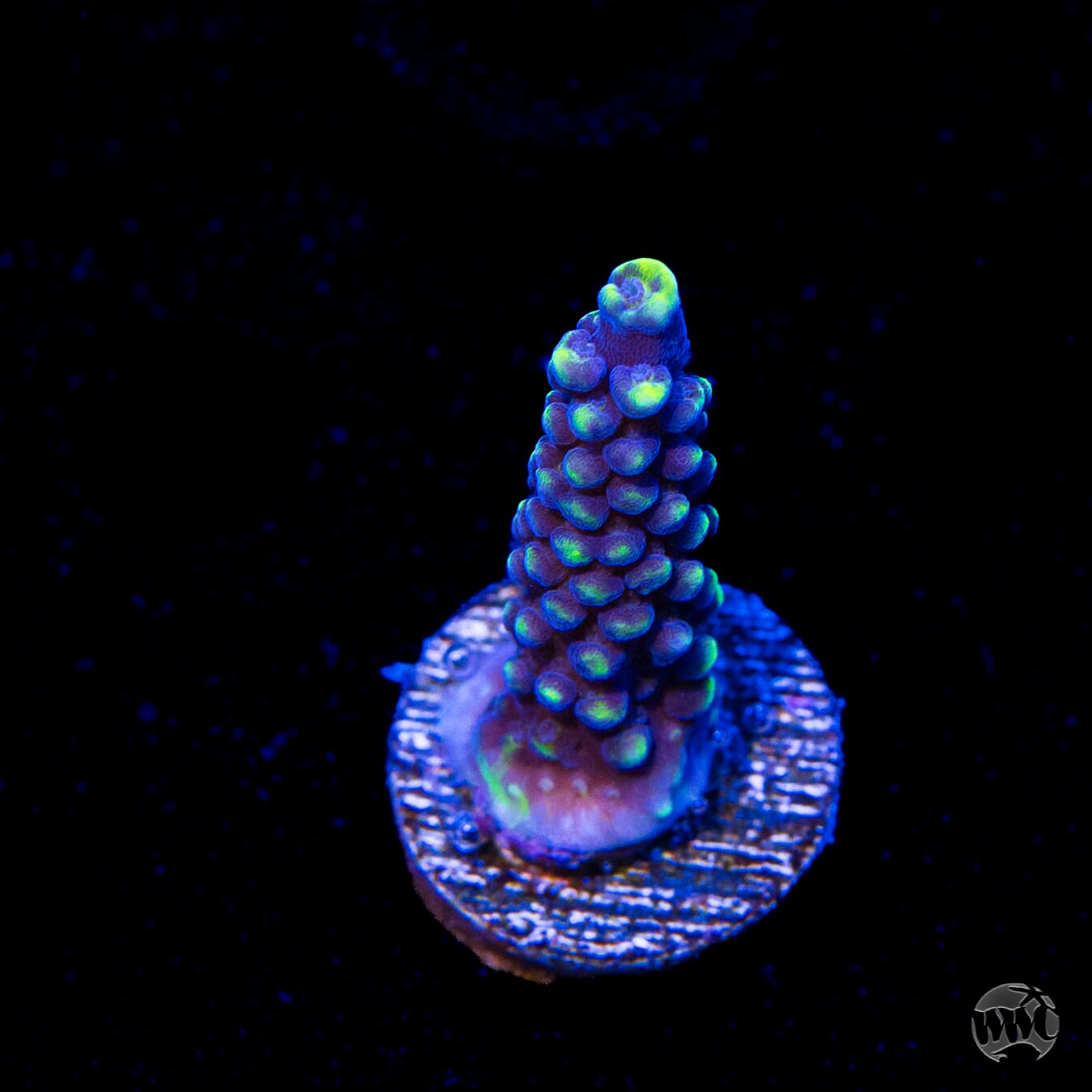 WWC Spectacular Stag Acropora