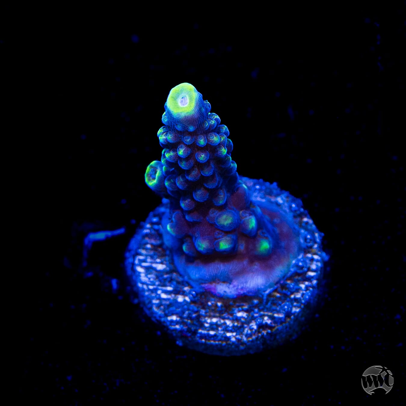 WWC Spectacular Stag Acropora