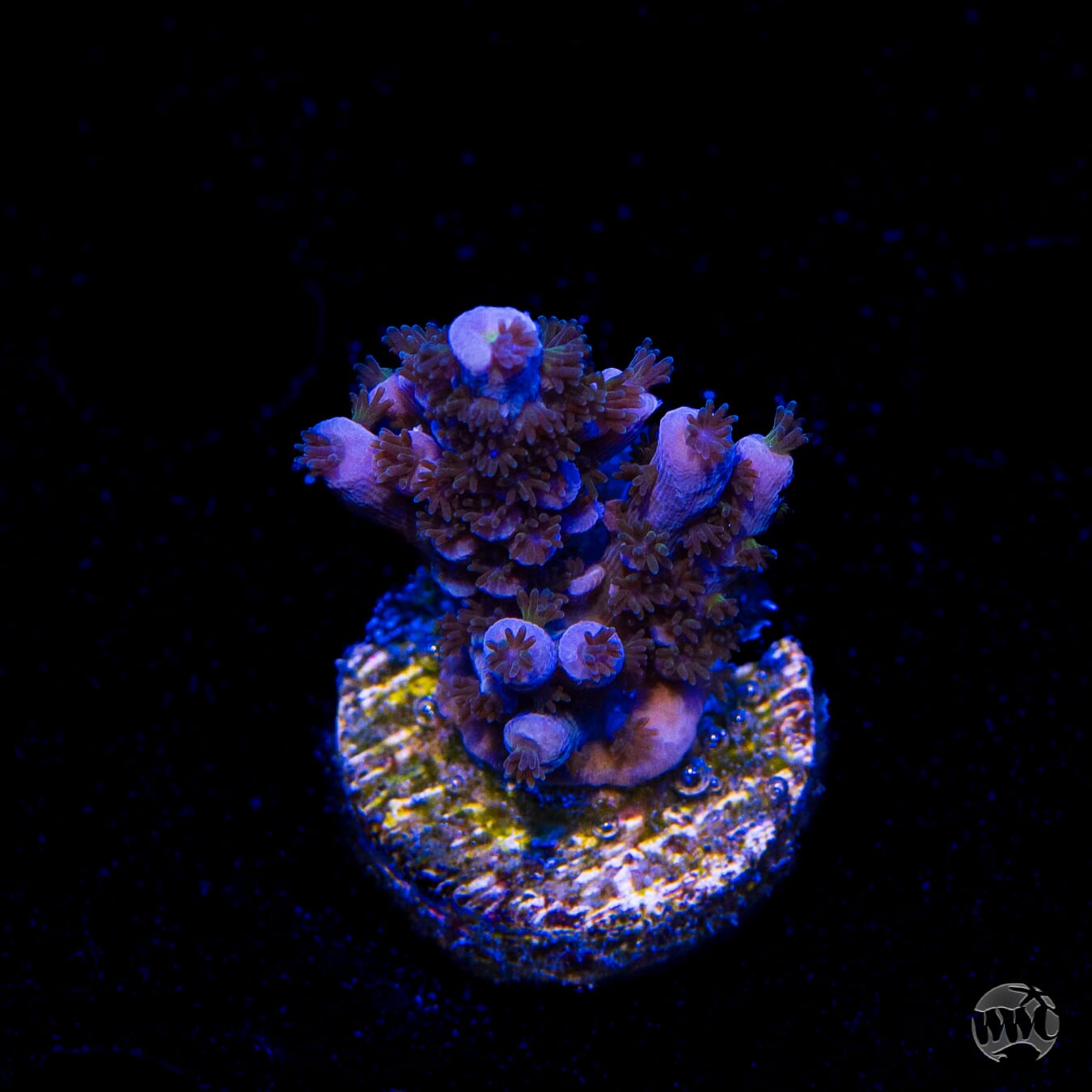 Stray Dog Tenuis Acropora
