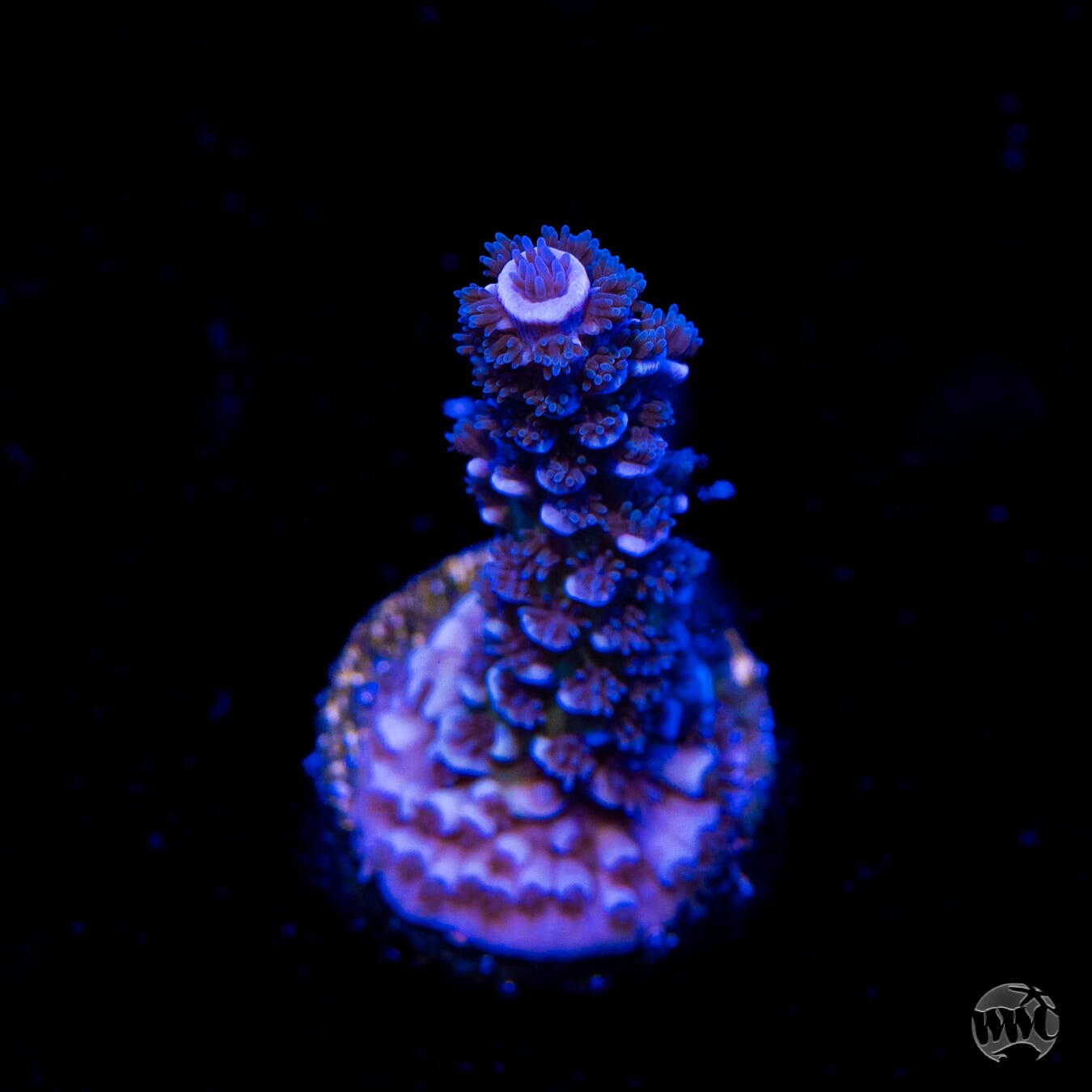 Stray Dog Tenuis Acropora