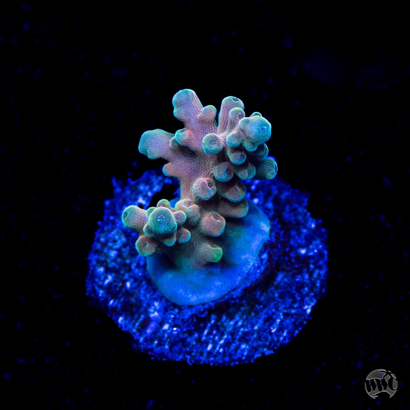 WWC Lady Liberty Acropora