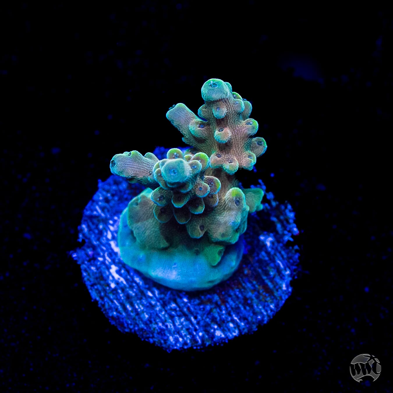 WWC Lady Liberty Acropora