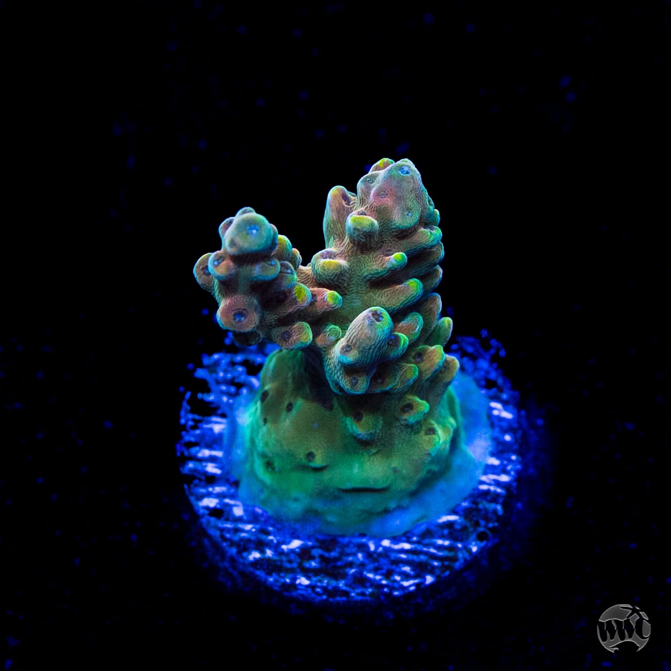 WWC Lady Liberty Acropora
