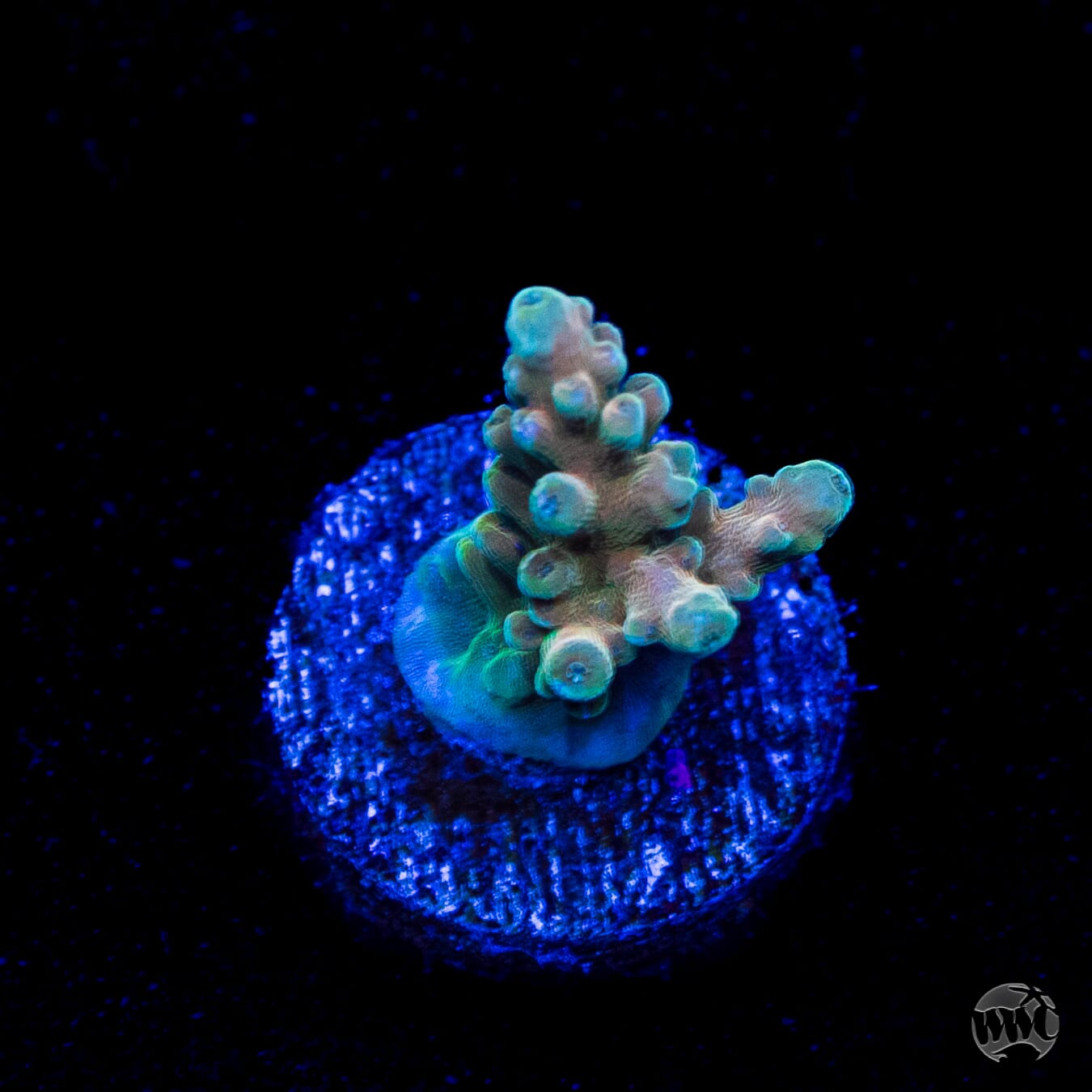 WWC Lady Liberty Acropora