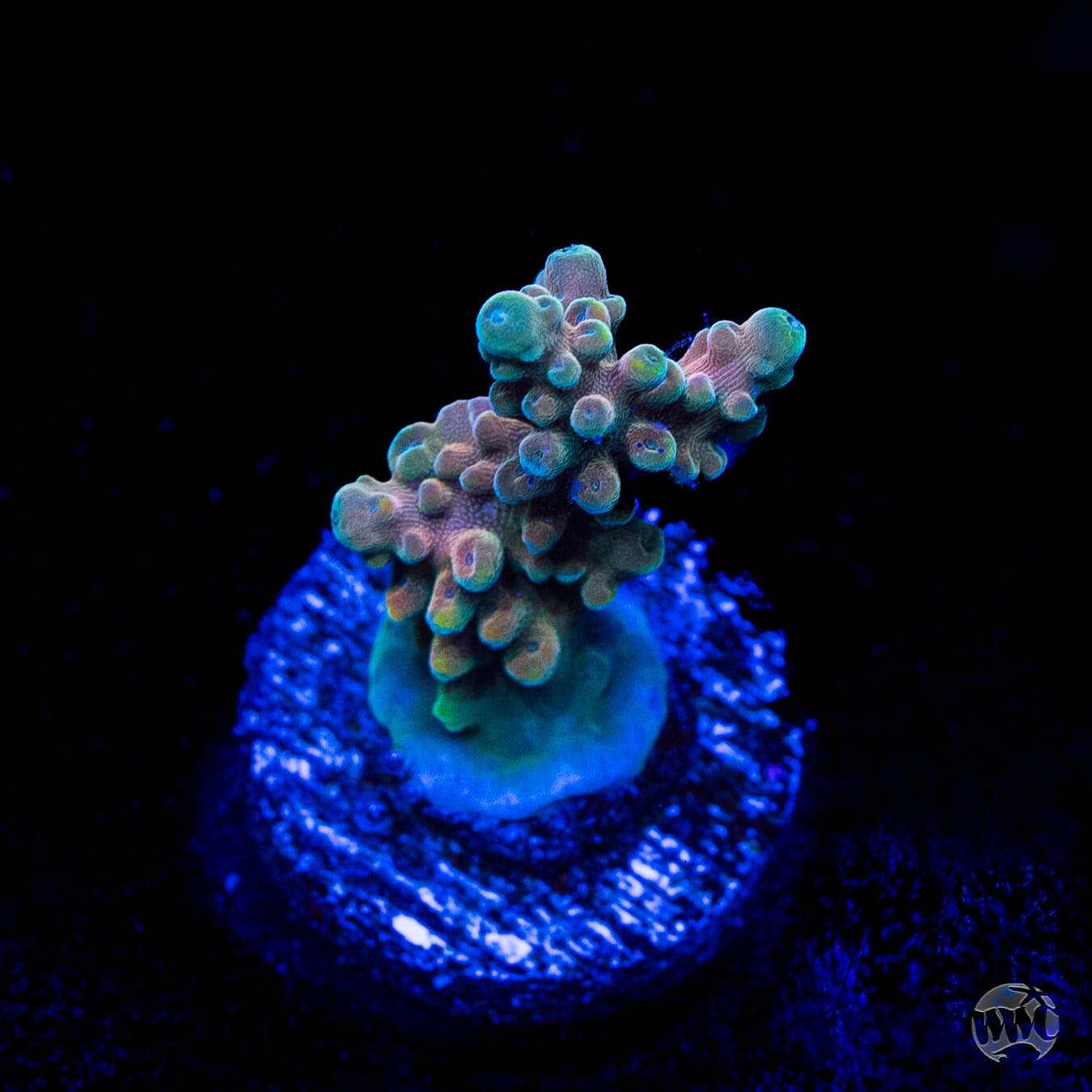 WWC Lady Liberty Acropora