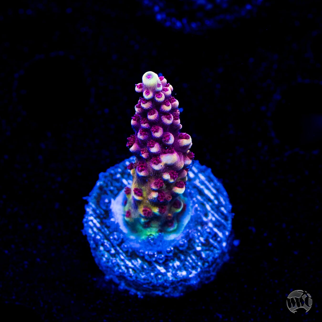 WWC Terra Red Acropora