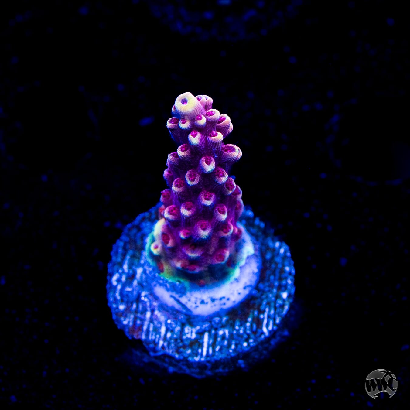 WWC Terra Red Acropora