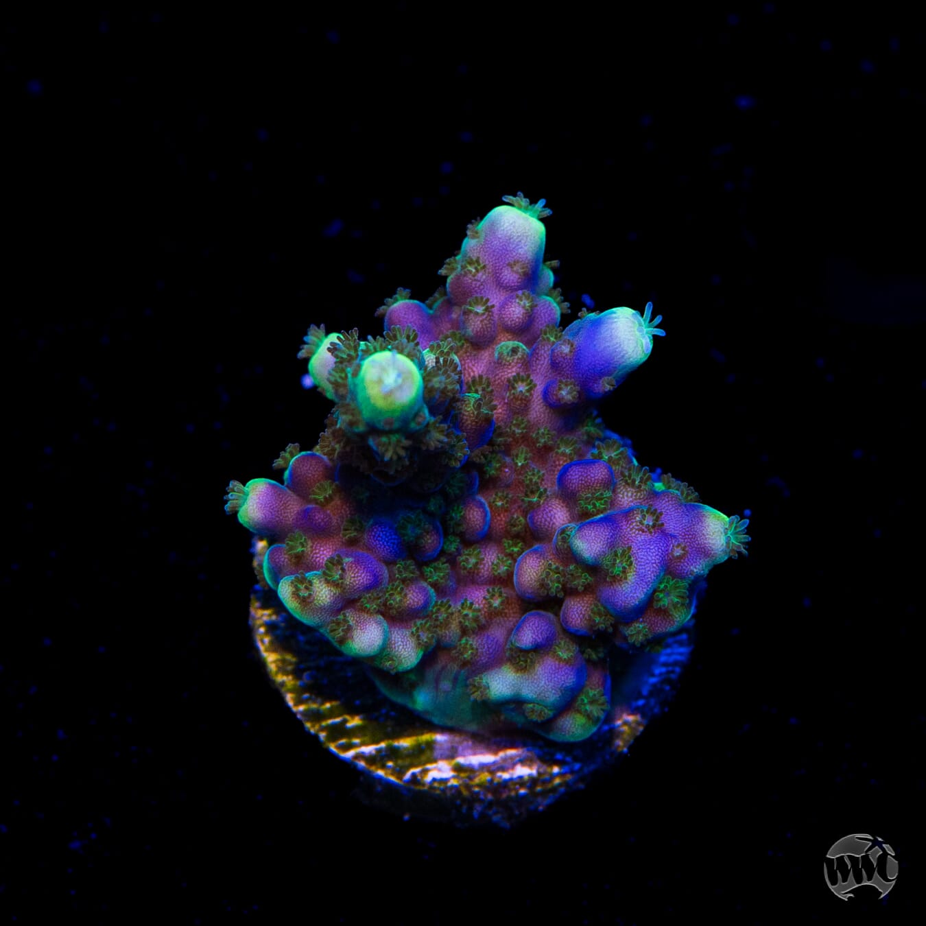 Paletta Blue Acropora