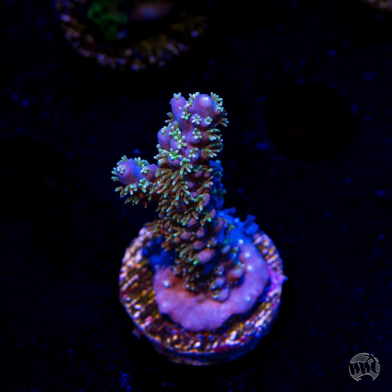 Zimmerman's Blue Horrida Acropora