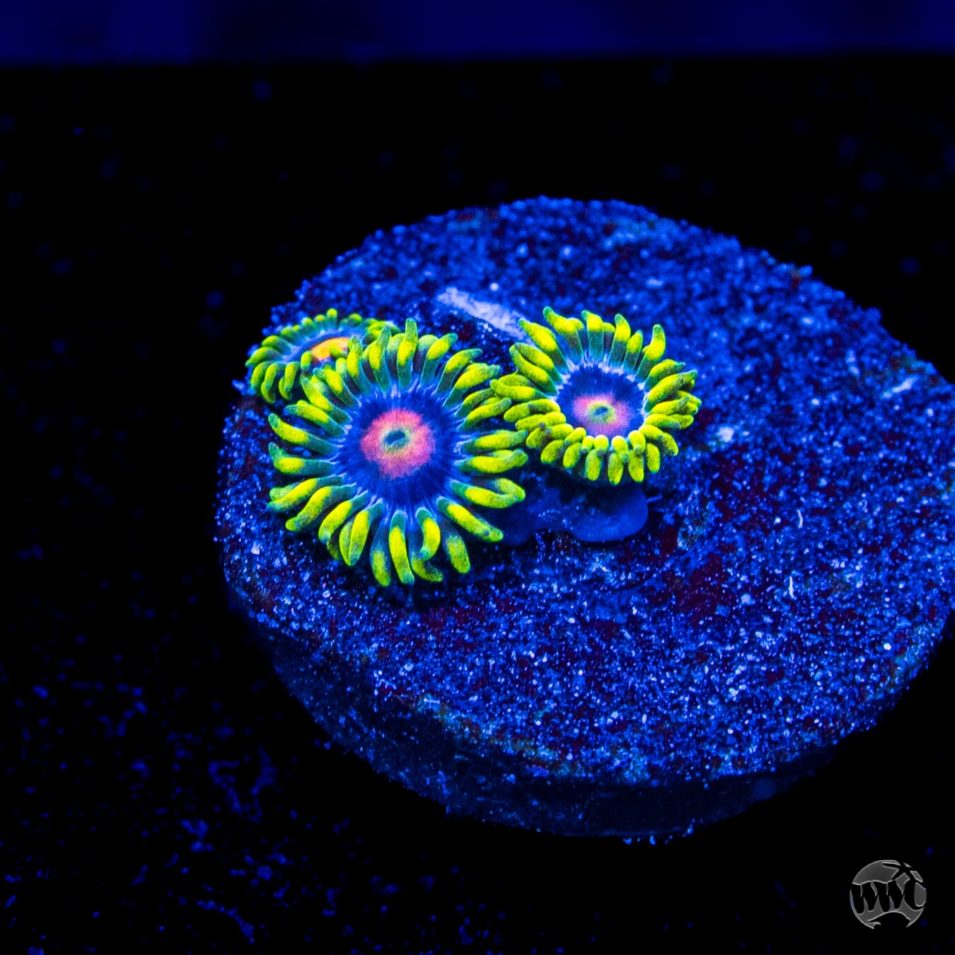 WWC Ultimate Blow Pop Zoanthids