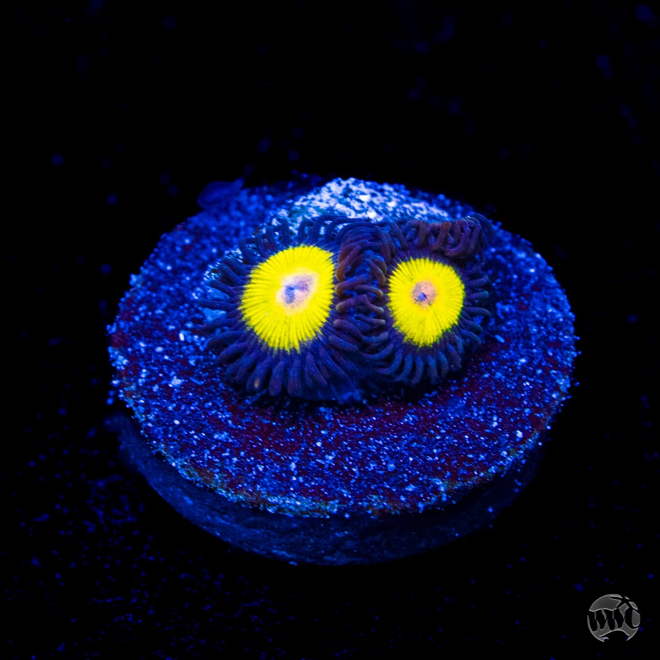 WWC Golden Eye Zoanthids