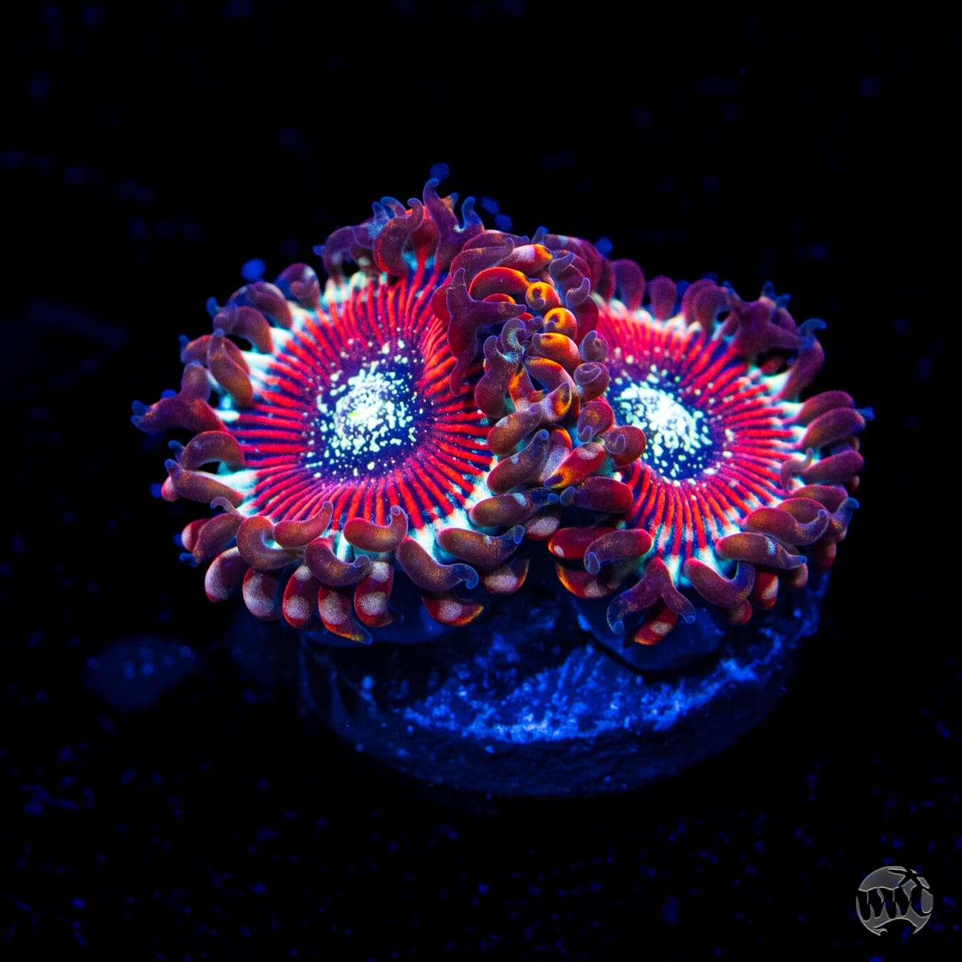 Magicians Zoanthids