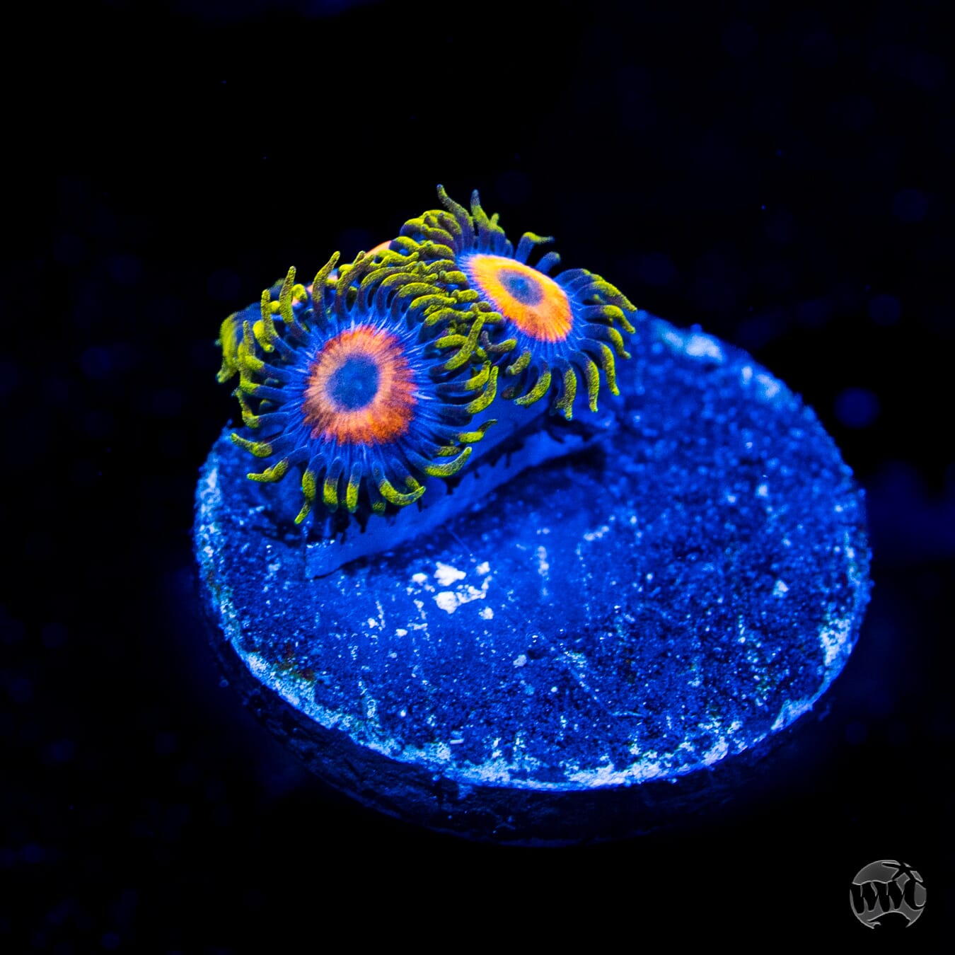Jungle Juice Zoanthids