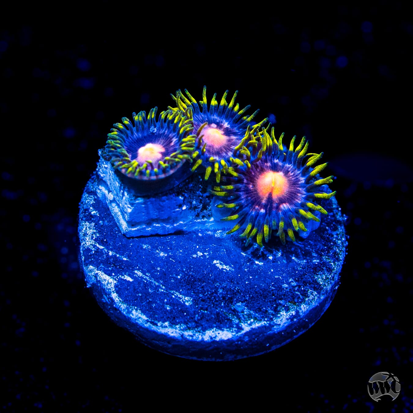 WWC Sweet Tooth Zoanthids