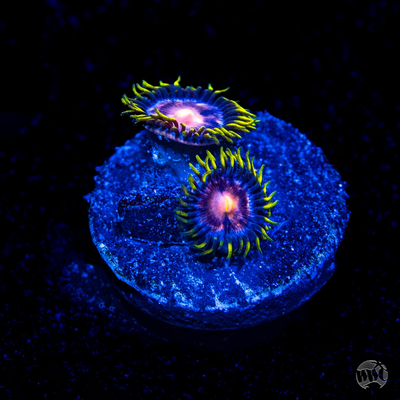 WWC Sweet Tooth Zoanthids
