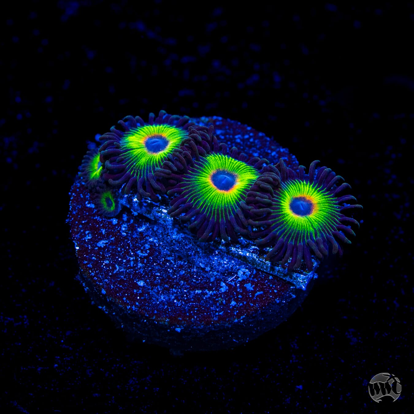 WWC Bob Marley Zoanthids
