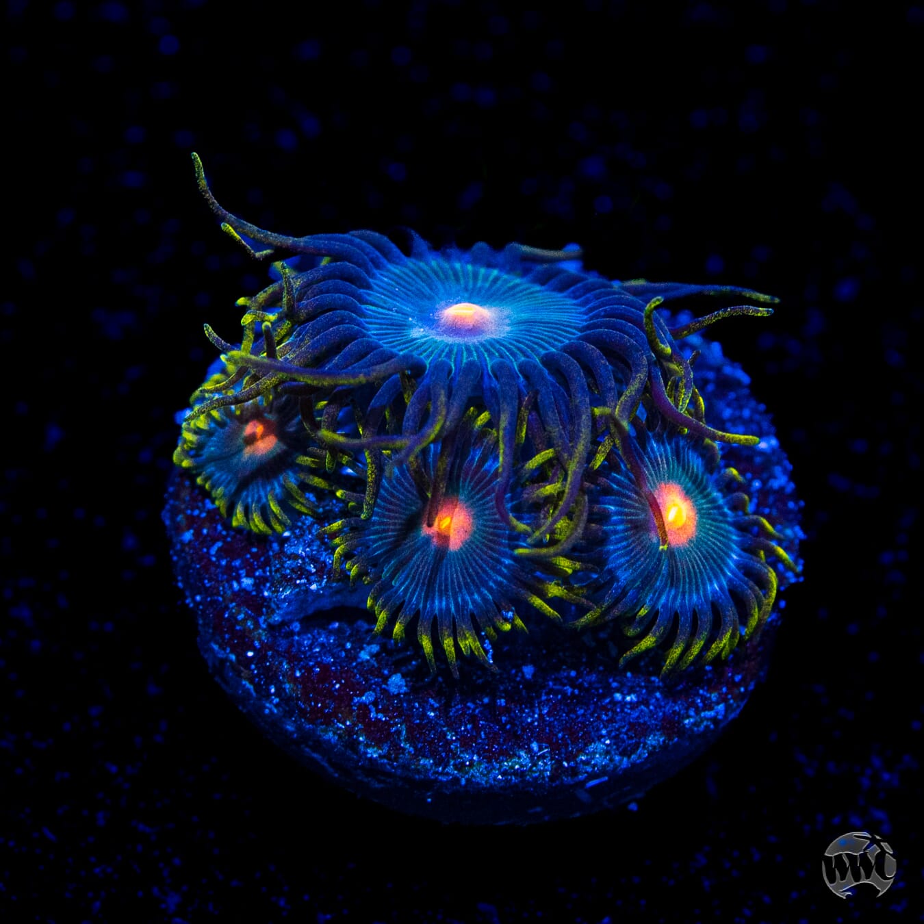 WWC Hairy Gorilla Nipples Zoanthids