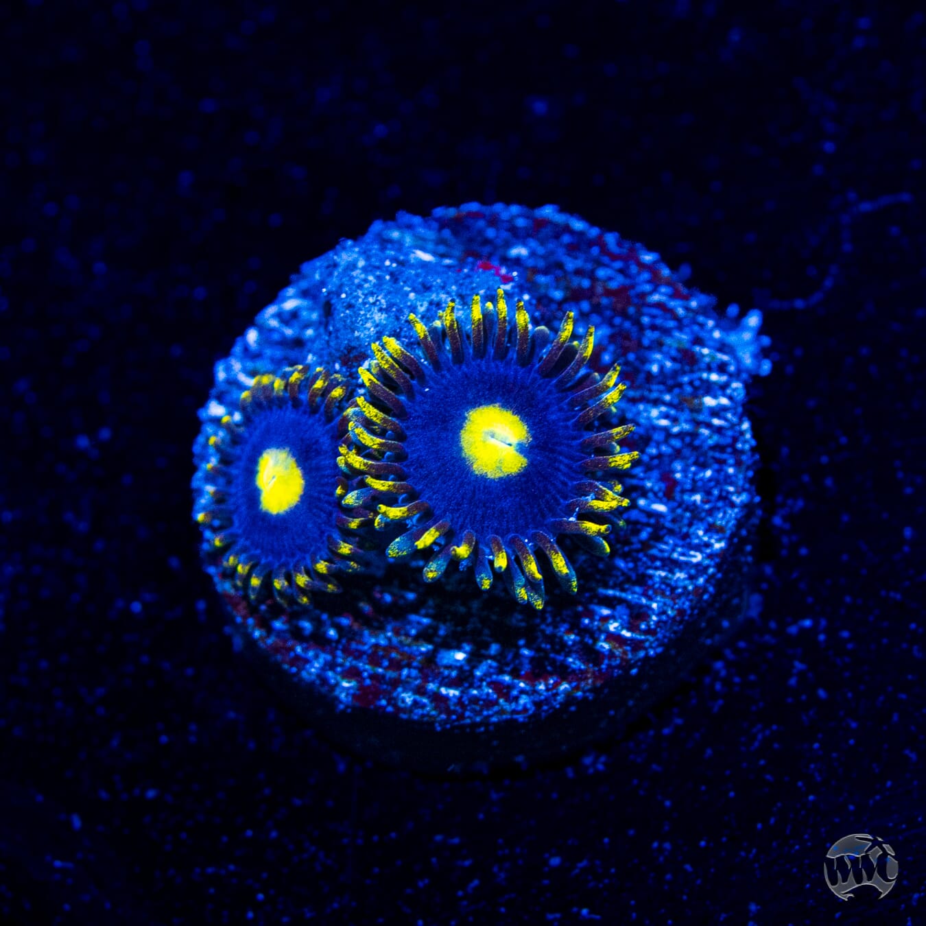 WWC Crazy Kimchi Zoanthids