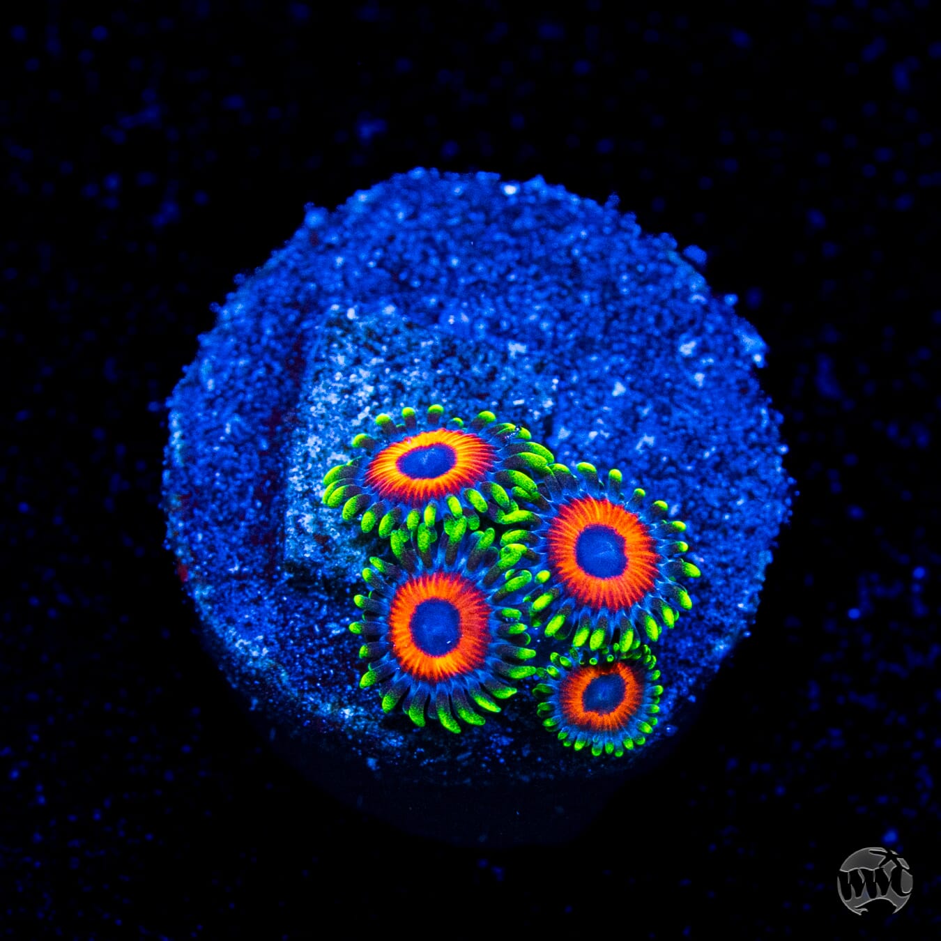 Whammin Watermelon Zoanthids